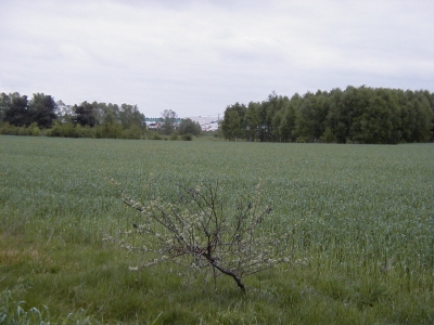 Im weiÃŸen Gras
Keywords: Dietzenbach Rundgang Spaziergang FrÃ¼hling Im weiÃŸen Gras