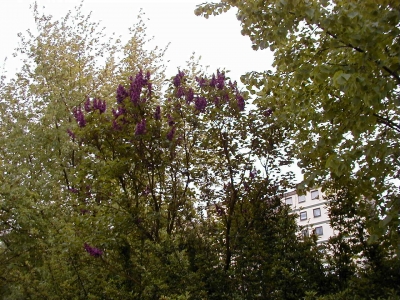 VÃ©lizystraÃŸe
Keywords: Dietzenbach Rundgang Spaziergang FrÃ¼hling VÃ©lizystraÃŸe