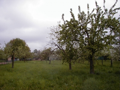 TulpenstraÃŸe
Keywords: Dietzenbach Rundgang Spaziergang FrÃ¼hling TulpenstraÃŸe