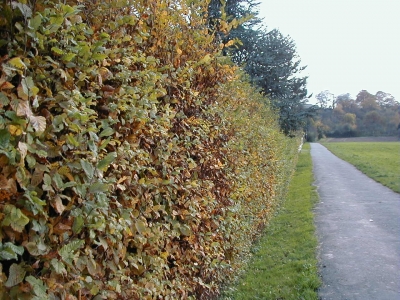 FeldstraÃŸe
Keywords: Dietzenbach Rundgang Spaziergang Herbst FeldstraÃŸe