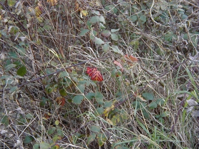 FeldstraÃŸe
Keywords: Dietzenbach Rundgang Spaziergang Herbst FeldstraÃŸe