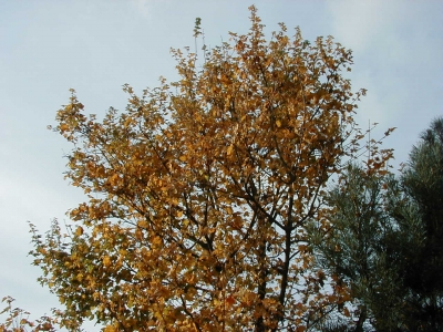 FeldstraÃŸe
Keywords: Dietzenbach Rundgang Spaziergang Herbst FeldstraÃŸe