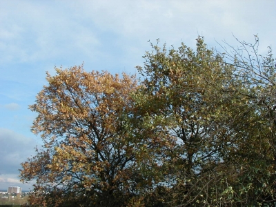 FeldstraÃŸe
Keywords: Dietzenbach Rundgang Spaziergang Herbst FeldstraÃŸe