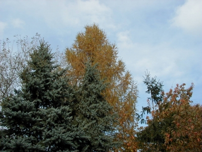 FeldstraÃŸe
Keywords: Dietzenbach Rundgang Spaziergang Herbst FeldstraÃŸe