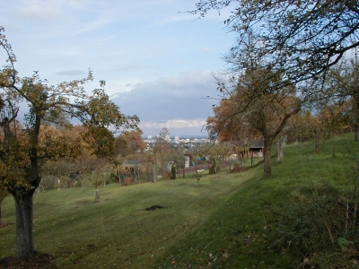 Wingertsberg
Keywords: Dietzenbach Rundgang Spaziergang Herbst Wingertsberg