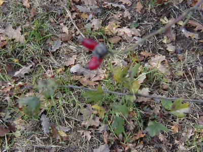 Wingertsberg
Keywords: Dietzenbach Rundgang Spaziergang Herbst Wingertsberg