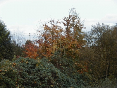 Kreisquerverbindung
Keywords: Dietzenbach Rundgang Spaziergang Herbst Kreisquerverbindung