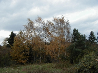 Kreisquerverbindung
Keywords: Dietzenbach Rundgang Spaziergang Herbst Kreisquerverbindung