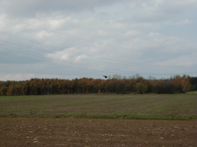 Kreisquerverbindung
Keywords: Dietzenbach Rundgang Spaziergang Herbst Kreisquerverbindung