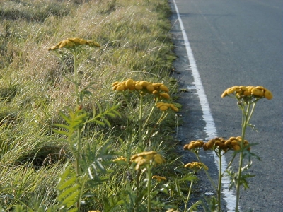 Ober Rodener StraÃŸe
Keywords: Dietzenbach Rundgang Spaziergang Herbst Ober Rodener StraÃŸe