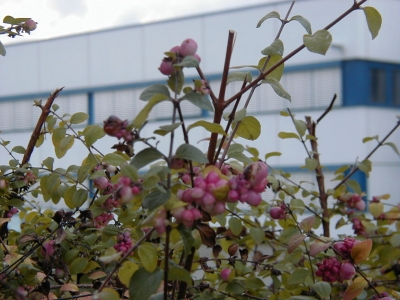 Gewerbegebiet Steinberg
Keywords: Dietzenbach Rundgang Spaziergang Herbst Gewerbegebiet Steinberg