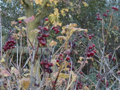 Gewerbegebiet Steinberg
Keywords: Dietzenbach Rundgang Spaziergang Herbst Gewerbegebiet Steinberg WaldstraÃŸe