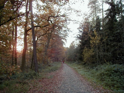 Steinberg
Keywords: Dietzenbach Rundgang Spaziergang Herbst