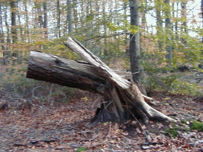 Steinberg
Keywords: Dietzenbach Rundgang Spaziergang Herbst Steinberg