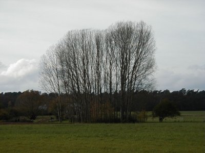 FeldstraÃŸe
Keywords: Dietzenbach Rundgang Spaziergang Herbst FeldstraÃŸe