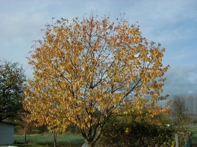 FeldstraÃŸe
Keywords: Dietzenbach Rundgang Spaziergang Herbst FeldstraÃŸe