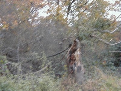 GÃ¶tzenhainer StraÃŸe - Kreisquerverbindung
Keywords: Dietzenbach Rundgang Spaziergang Herbst GÃ¶tzenhainer StraÃŸe Kreisquerverbindung