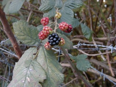 Kreisquerverbindung
Keywords: Dietzenbach Rundgang Spaziergang Herbst Kreisquerverbindung