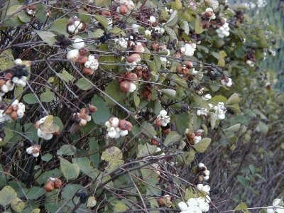 Kreisquerverbindung
Keywords: Dietzenbach Rundgang Spaziergang Herbst Kreisquerverbindung