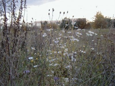 Gewerbegebiet Steinberg - WaldstraÃŸe
Keywords: Dietzenbach Rundgang Spaziergang Herbst Gewerbegebiet Steinberg WaldstraÃŸe