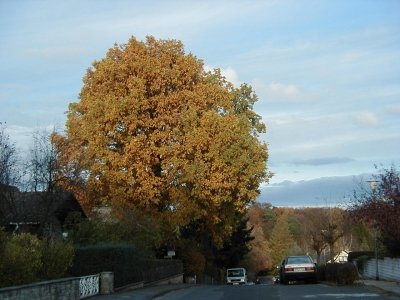 Steinberg - TannenstraÃŸe
Keywords: Dietzenbach Rundgang Spaziergang Herbst Steinberg TannenstraÃŸe