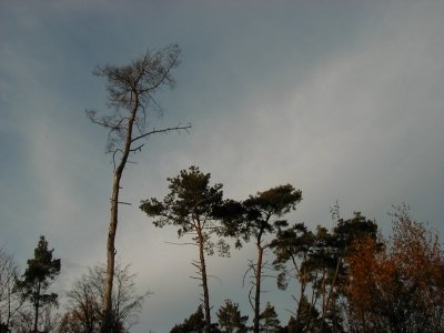 Steinberg - TannenstraÃŸe
Keywords: Dietzenbach Rundgang Spaziergang Herbst Steinberg TannenstraÃŸe