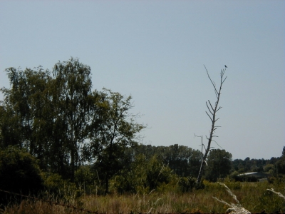 Kreisquerverbindung
Keywords: Dietzenbach Rundgang Spaziergang Sommer Kreisquerverbindung