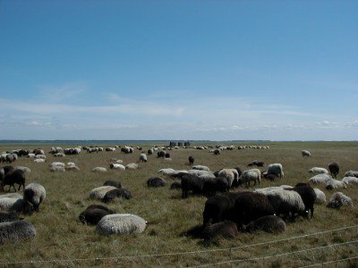 Keywords: Ostsee KÃ¼ste Insel Hiddensee Gellen