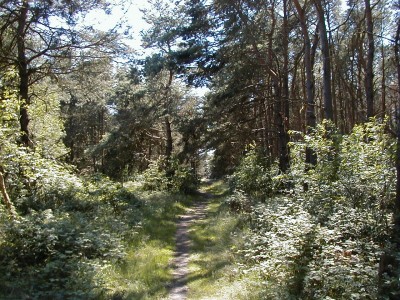 Keywords: Ostsee KÃ¼ste Insel Hiddensee Gellen