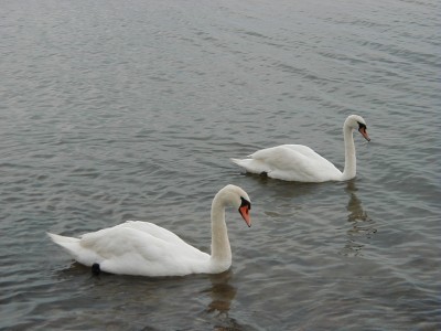 Keywords: Ostsee KÃ¼ste Insel RÃ¼gen GÃ¶hren