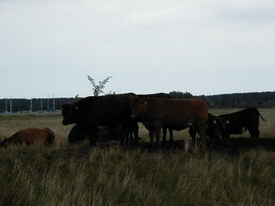 Keywords: Ostsee KÃ¼ste Insel RÃ¼gen Thiessow