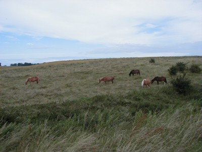 Keywords: Ostsee KÃ¼ste Insel RÃ¼gen Vitt