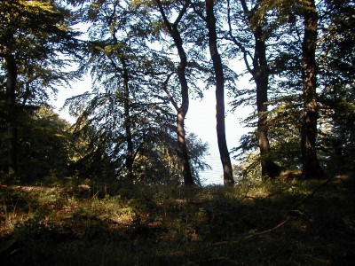 Keywords: Ostsee KÃ¼ste Insel RÃ¼gen Jasmund