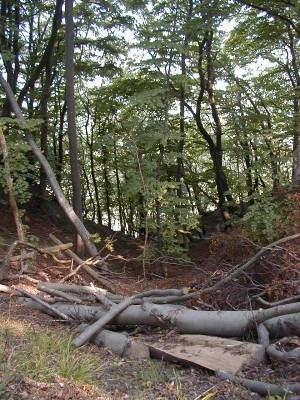 Keywords: Ostsee KÃ¼ste Insel RÃ¼gen Jasmund