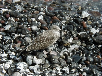 Keywords: Ostsee KÃ¼ste Insel RÃ¼gen Jasmund SteilkÃ¼ste