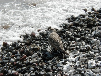 Keywords: Ostsee KÃ¼ste Insel RÃ¼gen Jasmund SteilkÃ¼ste