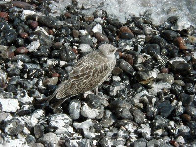 Keywords: Ostsee KÃ¼ste Insel RÃ¼gen Jasmund SteilkÃ¼ste