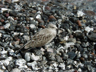 Keywords: Ostsee KÃ¼ste Insel RÃ¼gen Jasmund SteilkÃ¼ste