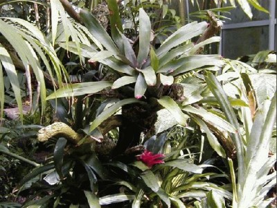 Keywords: Frankfurt Main Palmengarten Pflanzen Blumen Pflanze Blume