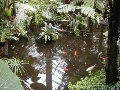 Keywords: Frankfurt Main Palmengarten Pflanzen Blumen Pflanze Blume