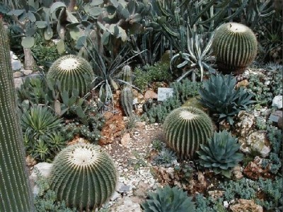 Keywords: Frankfurt Main Palmengarten Pflanzen Blumen Pflanze Blume