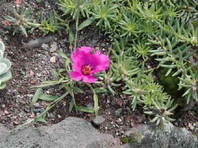 Keywords: Frankfurt Main Palmengarten Pflanzen Blumen Pflanze Blume