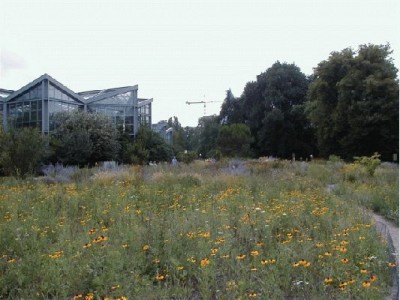 Keywords: Frankfurt Main Palmengarten Pflanzen Blumen Pflanze Blume