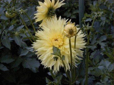 Keywords: Frankfurt Main Palmengarten Pflanzen Blumen Pflanze Blume