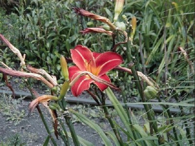 Keywords: Frankfurt Main Palmengarten Pflanzen Blumen Pflanze Blume