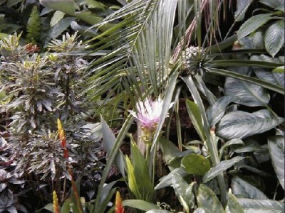Keywords: Frankfurt Main Palmengarten Pflanzen Blumen Pflanze Blume
