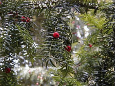 Keywords: Frankfurt Main Palmengarten Pflanzen Blumen Pflanze Blume