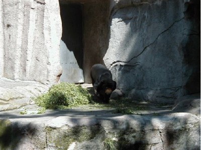 Keywords: Frankfurt Main Ostend Zoo Tiergarten Tiere Tier Pflanzen Blumen Pflanze Blume