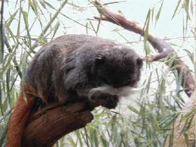 Keywords: Frankfurt Main Ostend Zoo Tiergarten Tiere Tier Pflanzen Blumen Pflanze Blume