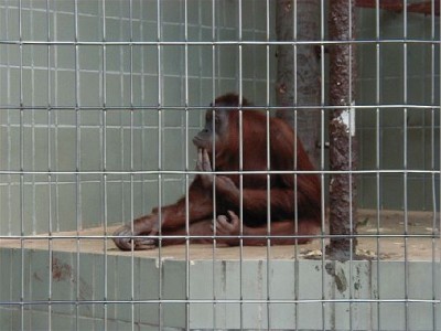 Keywords: Frankfurt Main Ostend Zoo Tiergarten Tiere Tier Pflanzen Blumen Pflanze Blume